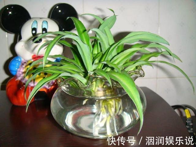 水桶|养此5种花,夏季就像“水桶”,浇水越多、长得越旺