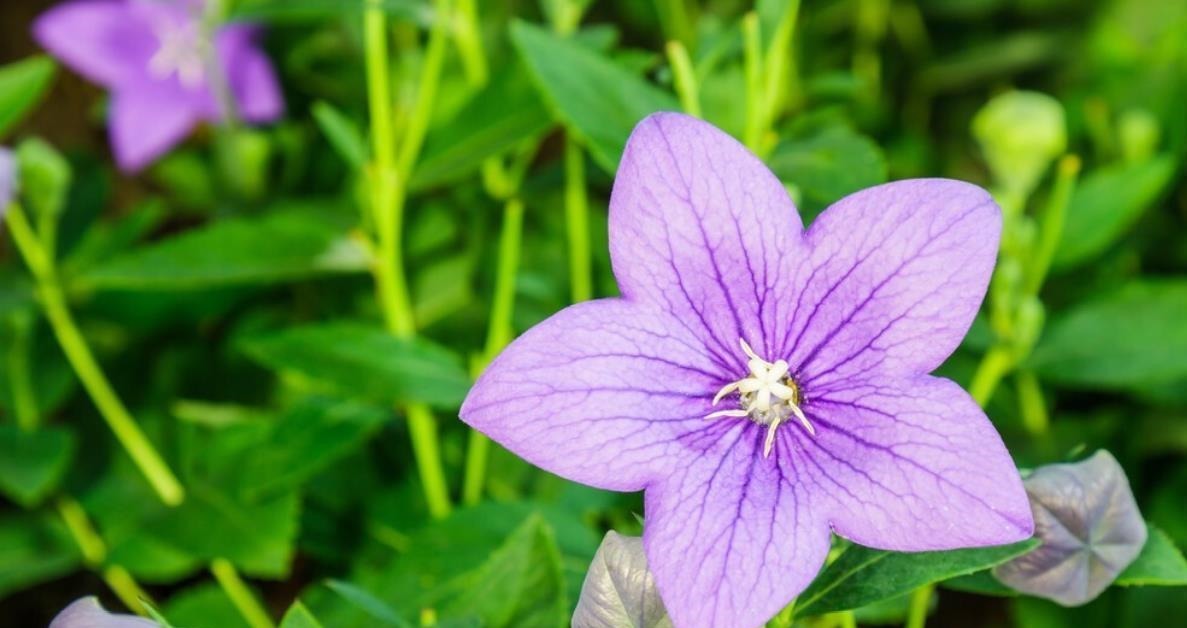 懂花的人,都爱养这5种花,漂亮好养易爆盆,寓意好还养人