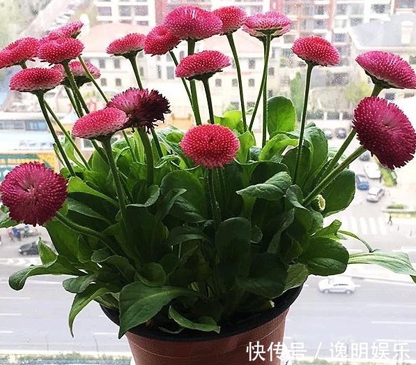 此 花 为意大利国花 花期长且非常耐寒 养成大花球漂亮极了 粉紫色 此 花 为意大利国花 花期长且非常耐寒 养成大花球漂亮极了 粉紫色