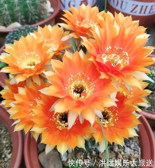 养花|夏季养花,首选这些不怕晒,不怕旱的花卉,养着省心、看着养眼