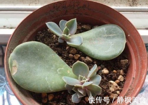 多肉紫珍珠怎么叶插教你3个小窍门,叶插成功率极高长势还旺盛