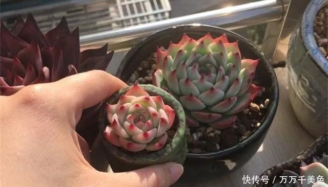 多肉饿着养,个个土肥圆,越矮越小越值钱