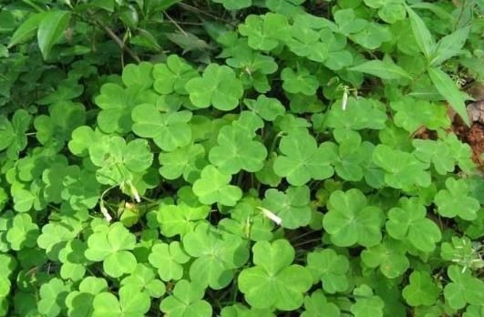 三叶酸|它叫三叶酸,很多人只摘叶吃,却不知地下藏“水晶萝卜”,吃过吗