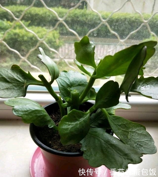 春天来临,这5种盆栽要修理一番了,剃成小光头,开花更顺利