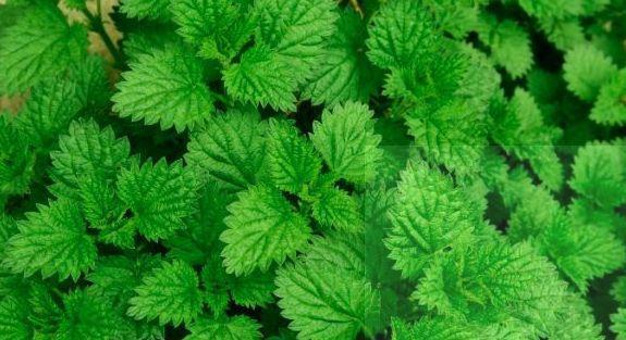 野菜|夏天爱吃野菜的女人最美丽，几种野菜可美容养颜、清热解毒、减肥