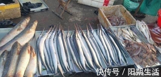 它常被错认成带鱼,但要比带鱼便宜营养,却没有几人知道