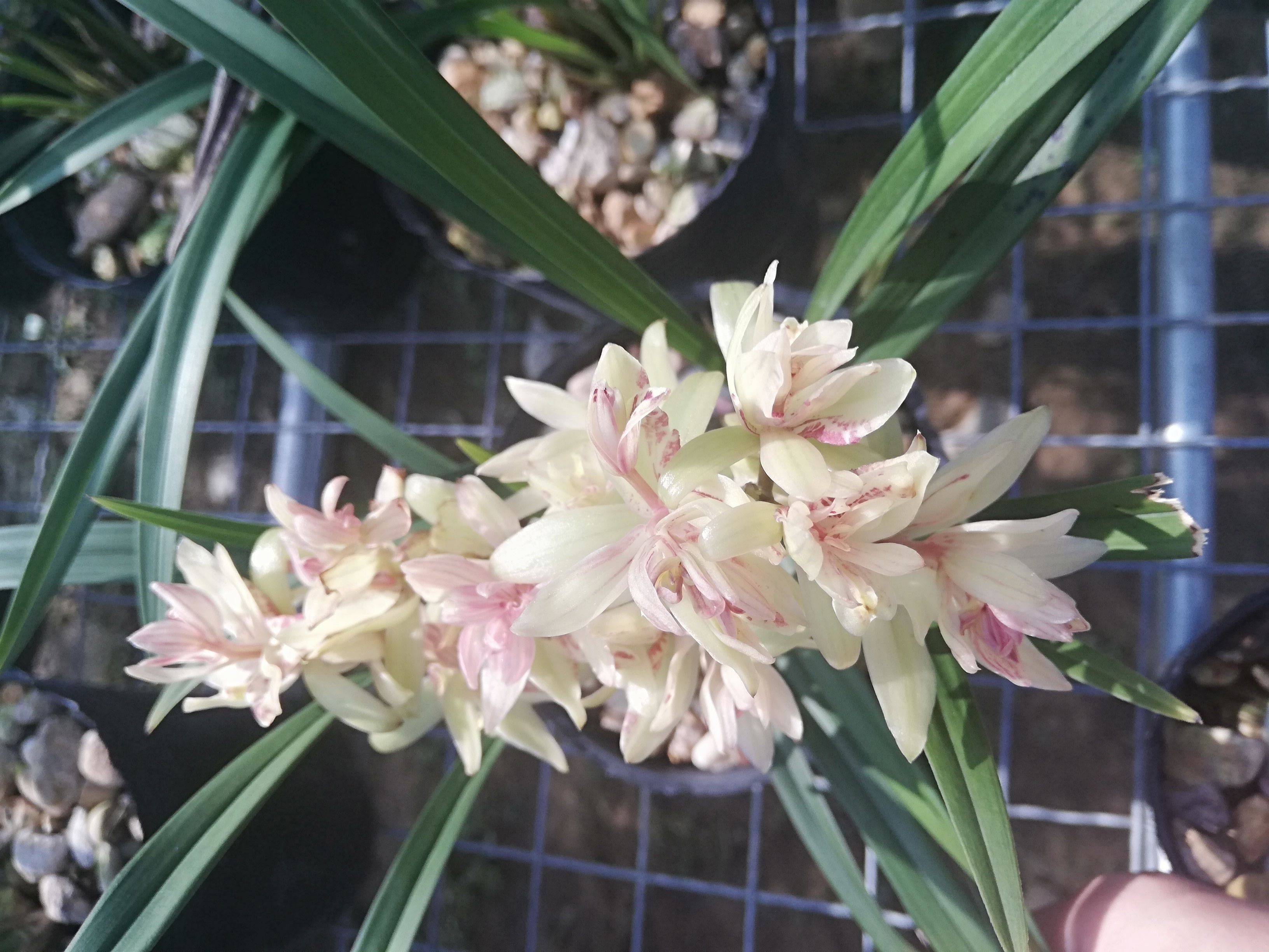 兰花|请给兰花一点尊重，把兰花养成这样良心不会痛吗快做到3点