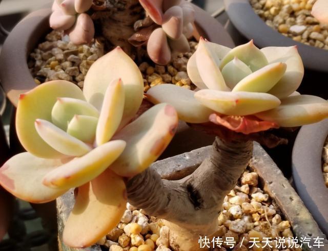 养多肉白凤,做好几件事,几个环节,哪个都不能少