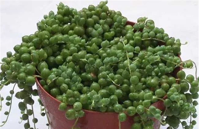 这种多肉吊起来养,所谓像一串串葡萄一样,美爆了