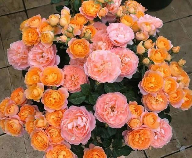 此花最适合阳台”盆栽“,只需一个小盆,开花勤快,一年开300天