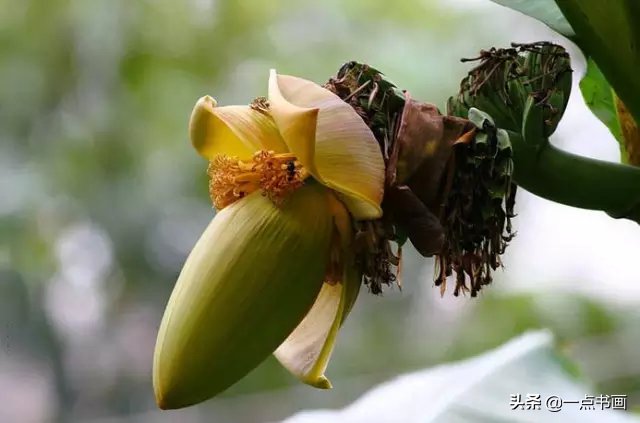 教程@图文教程——芭蕉画法