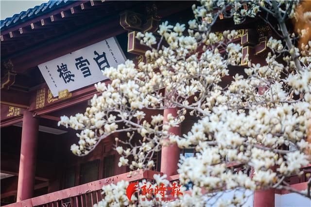 中薪|趵突泉白玉兰绽放 奏响春天序曲