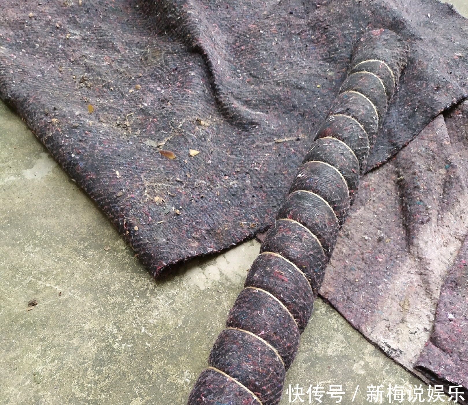 绿萝树|制作绿萝柱的简易教程,把绿萝养成绿萝树,绿萝也能玩出高大上