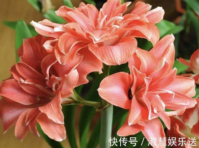 花友们|朱顶红不会养教你修剪,一年开两次花,花苞比月季还大,美!