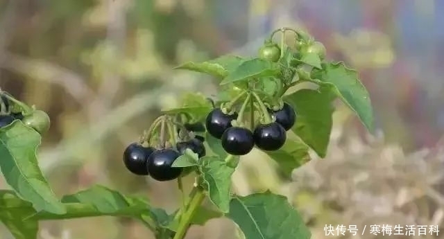 认识杂草——龙葵