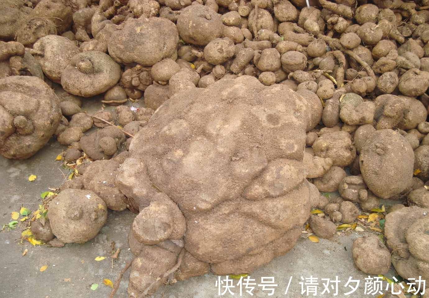 9种养不死的花,绿萝只能排最后,再养不活就剁手吧