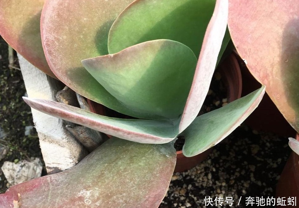 快递|裸根多肉“快递”回家后,上盆、缓苗,每一步都得万分小心