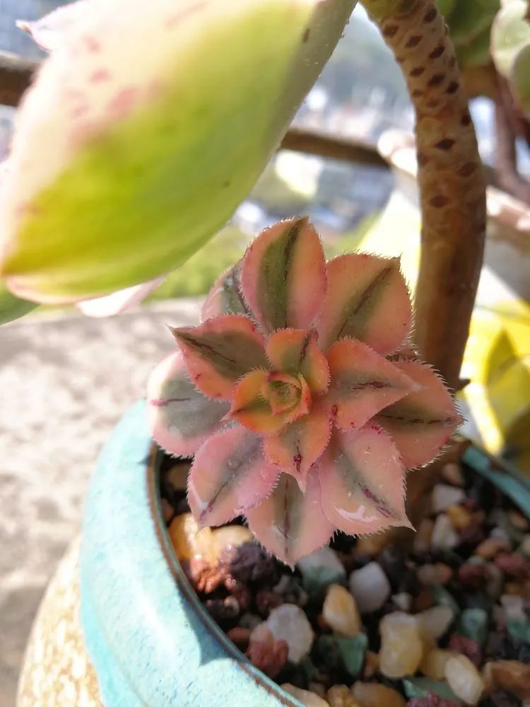 养多肉两年,200多盆养死的不到10盆,记录点点滴滴!