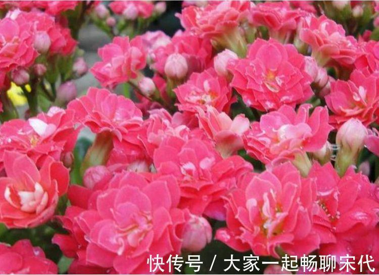 4种花适合新手养，好养又漂亮，开花就停不下来