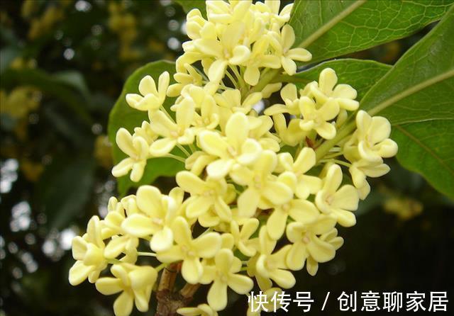 腊梅|八月以后,有几种花别随便剪,剪掉花芽不容易开花