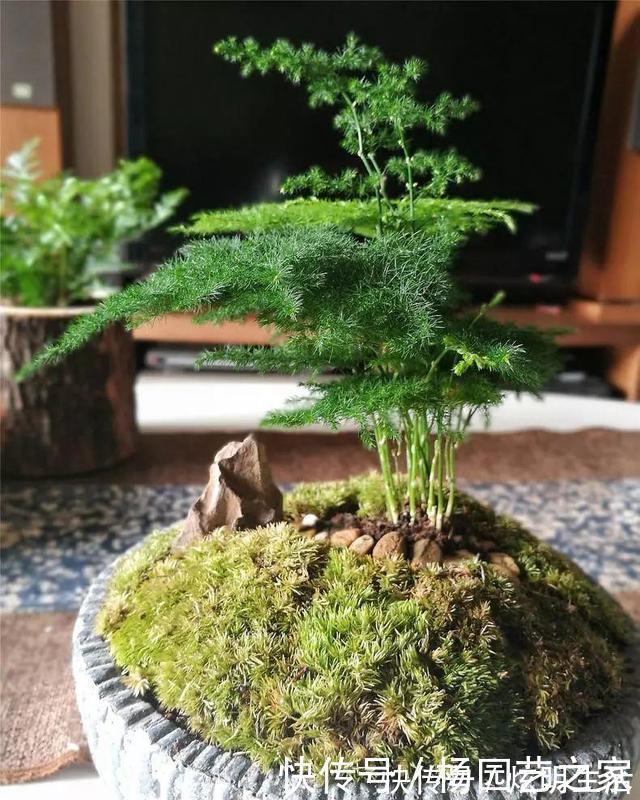 文竹|养文竹浇水要小心，注意3个方法，不黄叶、不烂根，蹭蹭长