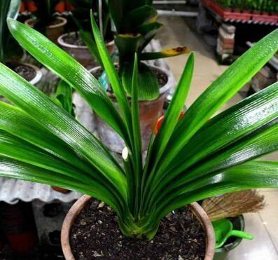 君子兰是个“小油鬼”,6个月吃一次,叶子宽大,花也多