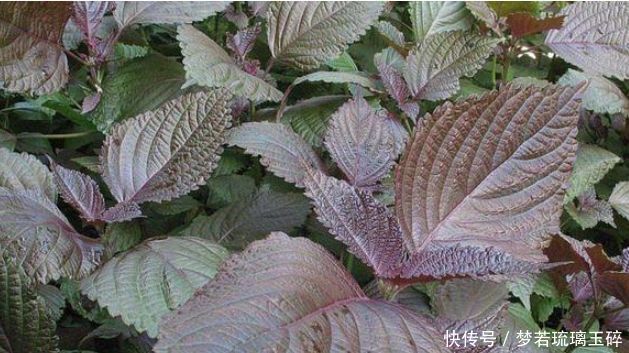 女性到了中年，要学会吃3种食物，美白护肤，滋润肌肤