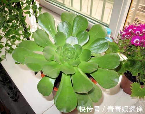 花友|多肉“玉龙观音”好养吗？记住6字诀，叶子肥厚翠绿