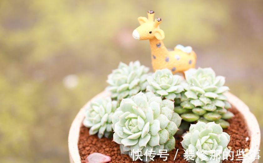 多肉植物|多肉静夜被誉为拟石莲花属超级母本，衍生的后代个个高颜值