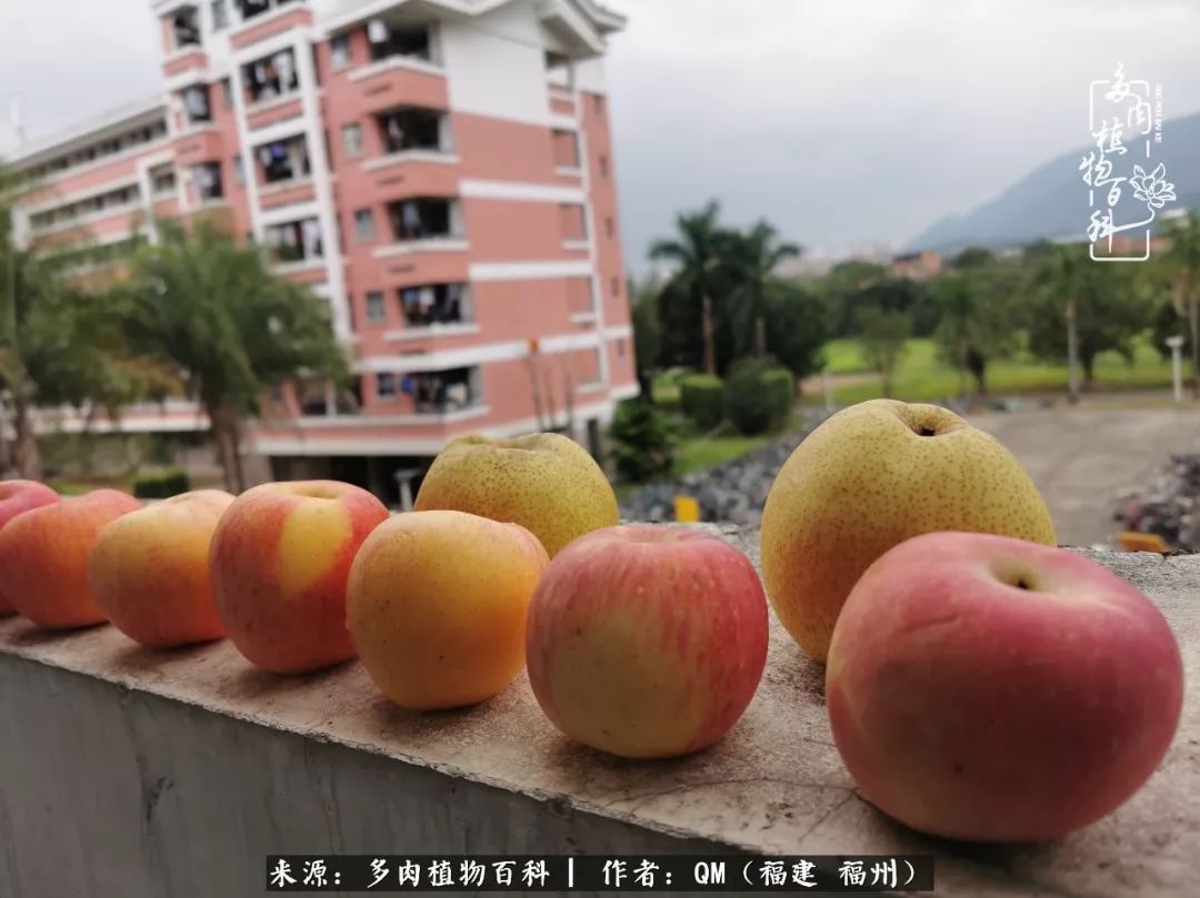 寒山转苍翠,秋水日潺湲——多肉未央,睹物思人!