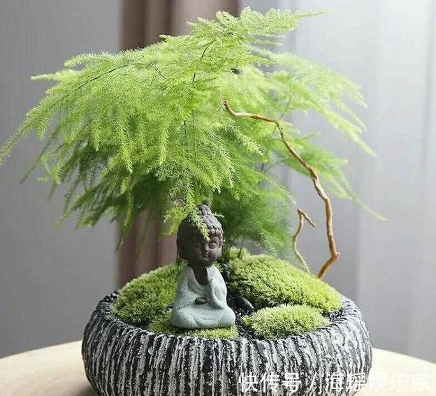神器|文竹盆土里插个“神器”,盆土状况一目了然,变成茂密“小森林”