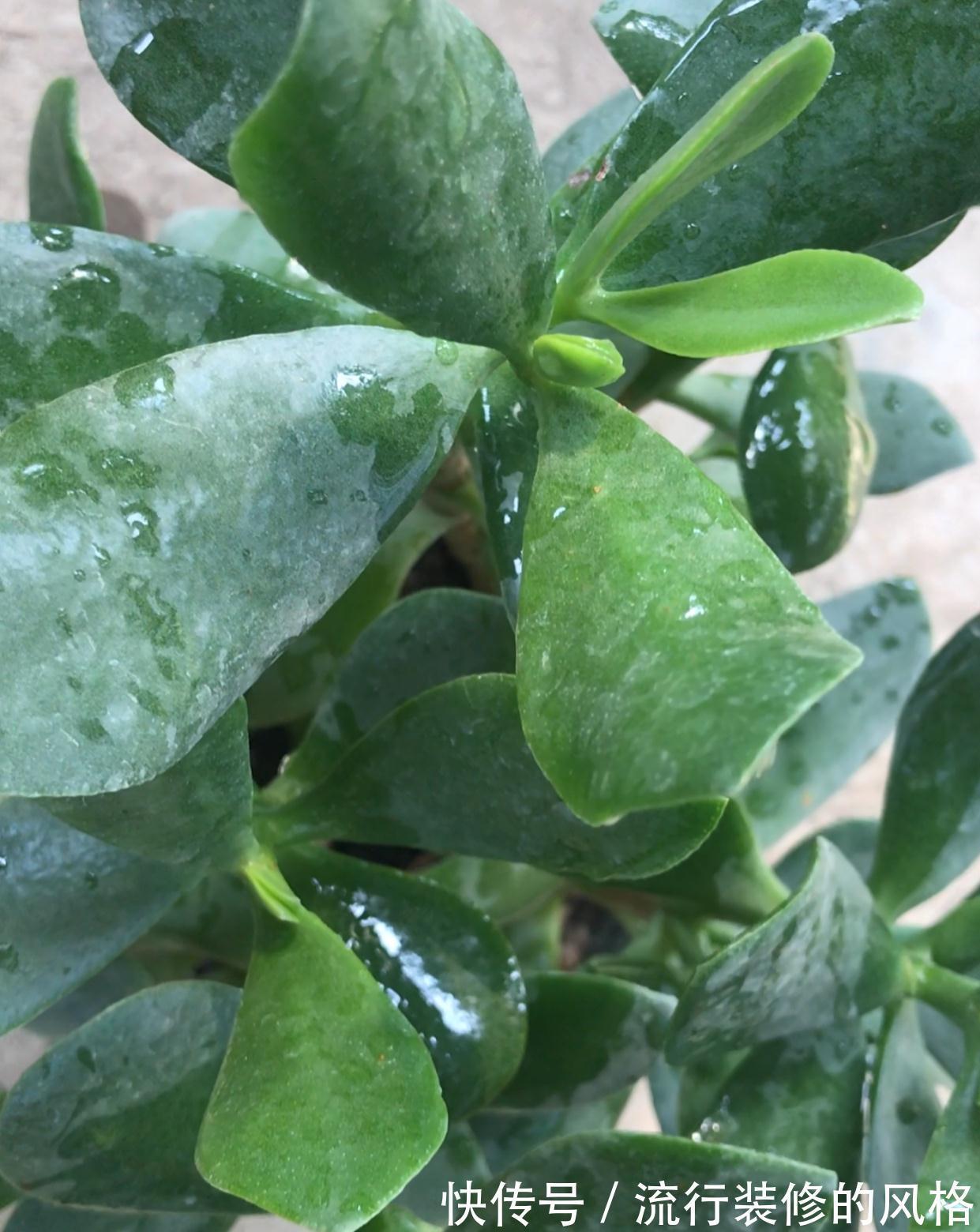 叶片|玉树叶片发软，能不能救活，恢复肉嘟嘟的叶片，攻略在这里