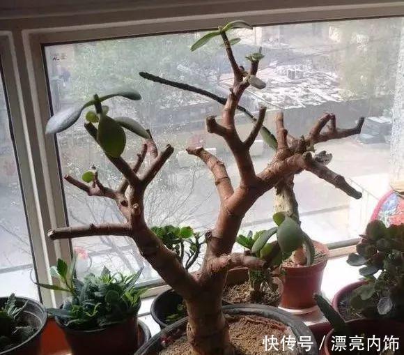 花香花期|这3种花春天狠修剪,到了花期全是花,开花香花期长