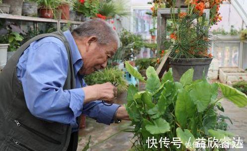 茶叶|养花大爷透露这3种“废渣”养花,比生根水还好用,养1盆爆1盆