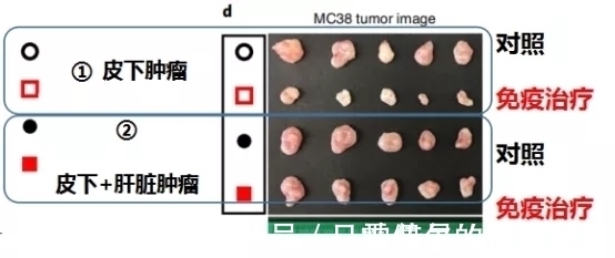 肝转移|让肺癌治疗失效的元凶竟然是它！逆转方法如此简单—抗癌管家