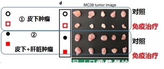 肝转移|让肺癌治疗失效的元凶竟然是它!逆转方法如此简单—抗癌管家