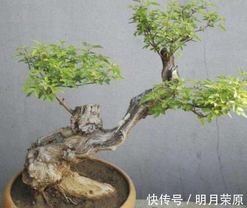 盆景|山上2种“疙瘩树”,苍劲古朴、树姿优美,经常被用来做盆景