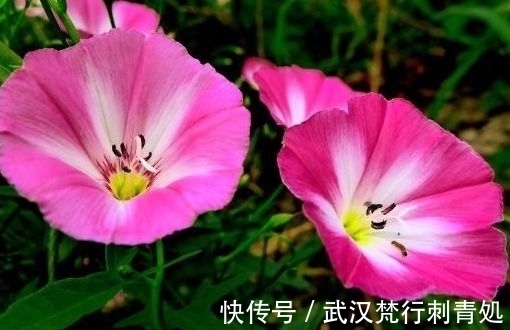 小雪后,养什么花?以下3种“幸福花”,寓意心怀感恩一生幸福