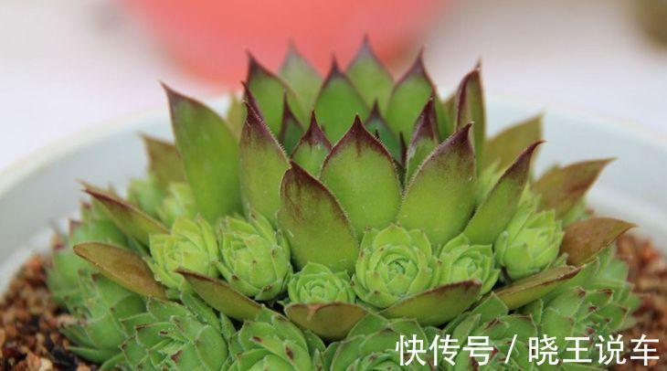 农历十月初三立冬后，养什么花？以下3种花，身心同康福气盈盈