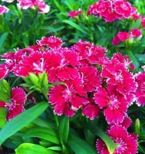 蜀葵|几种花,开花漂亮又好养,浇水就疯长,开花爆盆很容易