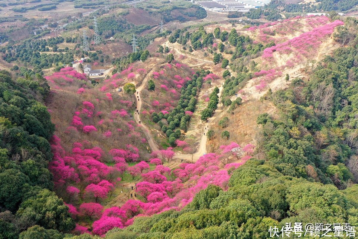 宁波第一免费赏梅地，梅开成海，春节打卡地