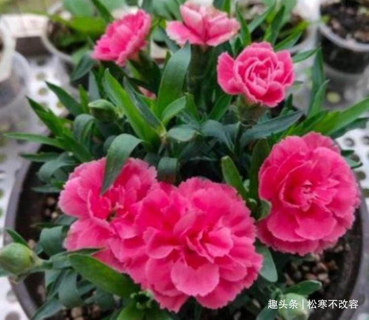花卉|喜欢养花,不如养此款花,不闻不问,花卉烂漫迷人