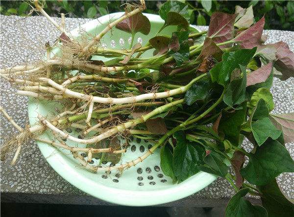 止咳|咳嗽的13个民间秘方,太全了,通治一切咳嗽!