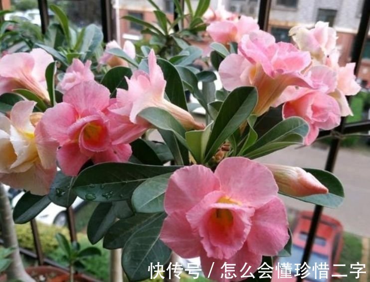 4种花养家里，多姿多彩、美轮美奂，四季有花开，花香四溢飘满屋