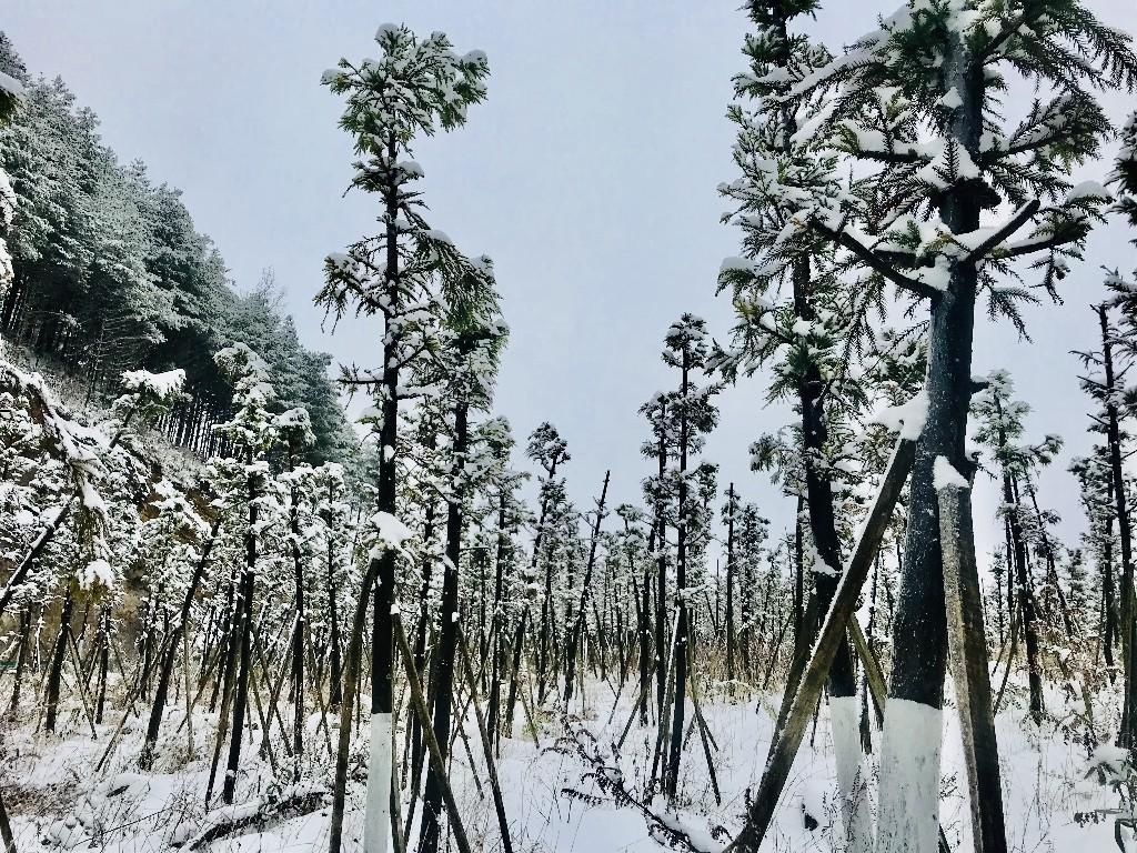 巫溪县文峰镇|巫溪：雪景美如画