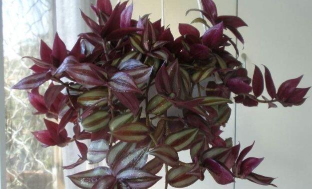 三色梅|家里就养“4种花”,从年头“香”到年尾,芳香四溢,年年长势旺