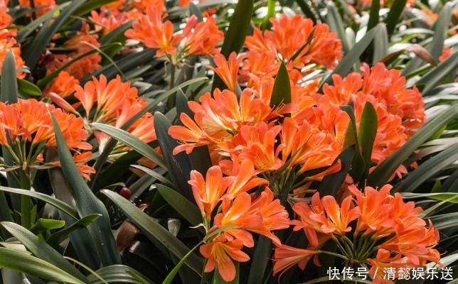 君子兰催花实操经验，现在行动，一个月后就冒花箭