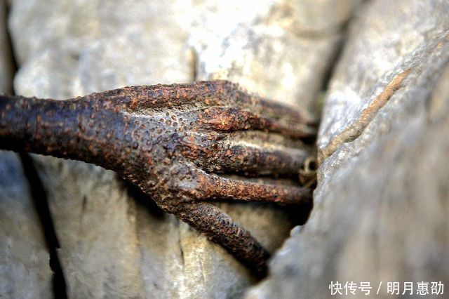 中年|著名的巴格拉宗,这里的千年菩提树长出怪异的“佛手”?