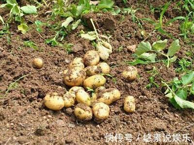 土豆|土豆加一宝,大肚子没了,皮肤也光滑了,尤其是女人不可错过