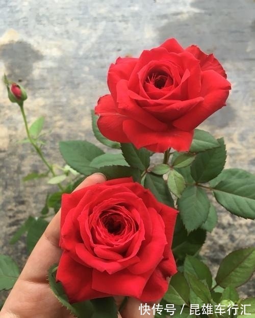 此花,好养耐活花量足,好看喜庆气质高,阳台放一盆,四季有花赏